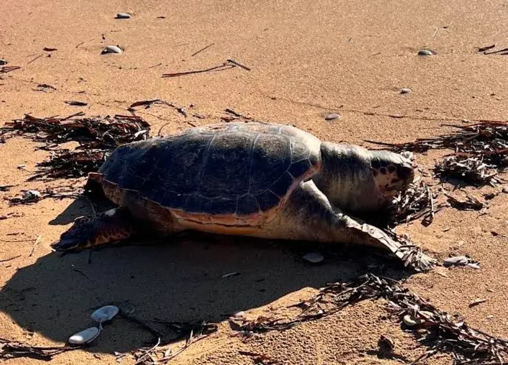 Νεκρή Caretta στο Δρέπανο, εντοπίστηκε από λουόμενο