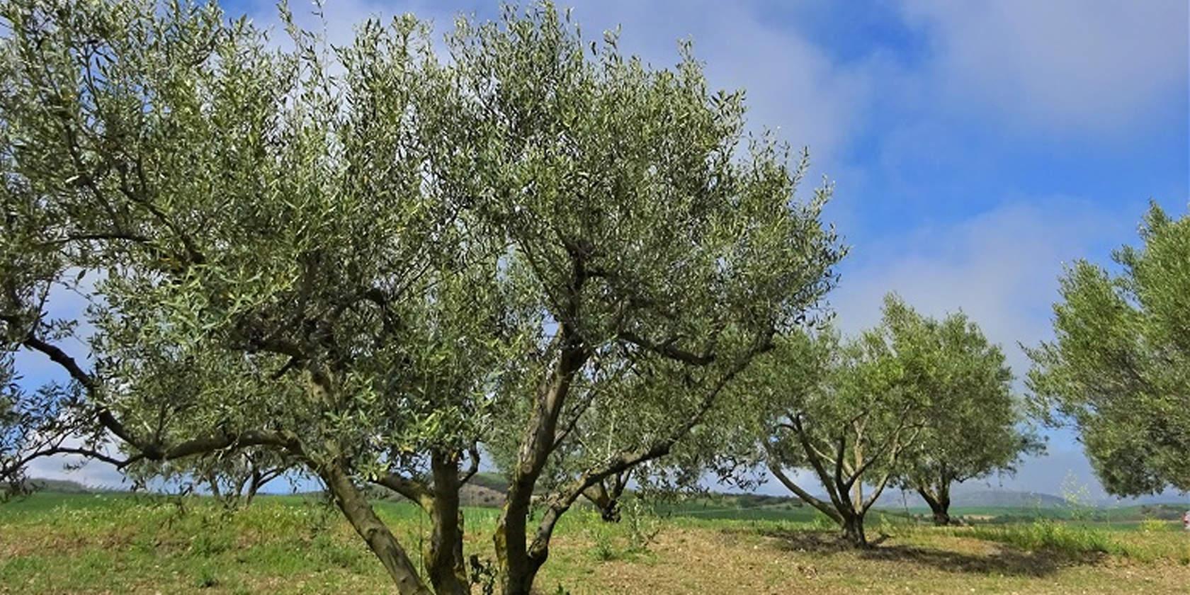 Δημοπρασία για εκμίσθωση δημοτικού ελαιοστασίου 54 στρεμμάτων στη Χρυσαυγή Παραμυθιάς