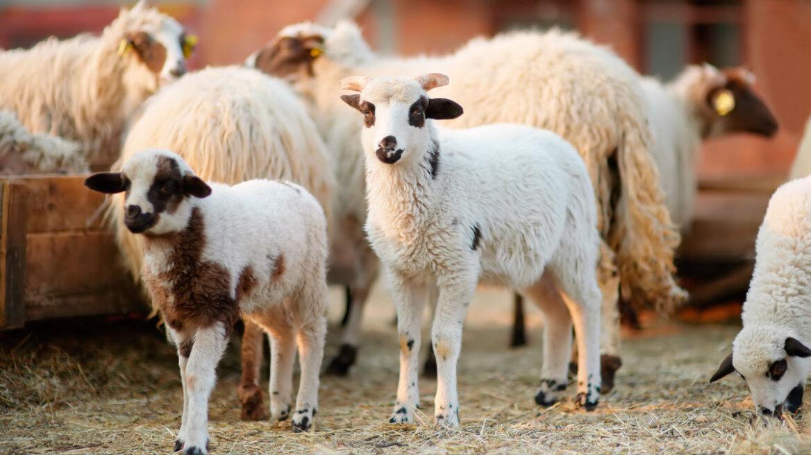 Ευλογιά αιγοπροβάτων στη Θεσπρωτία: Αυστηρά μέτρα και περιορισμοί στις μετακινήσεις