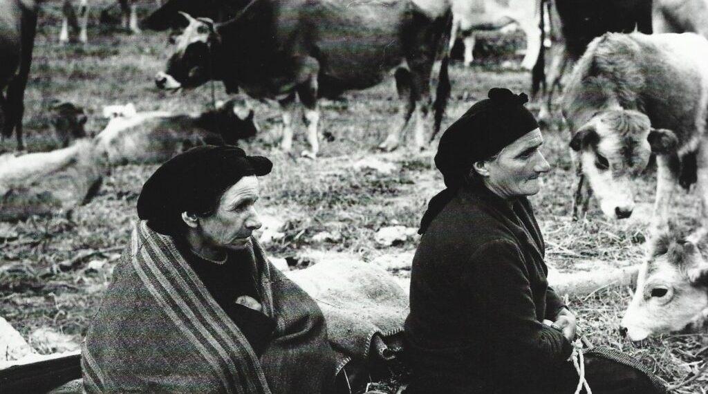 Σπάνιο ντοκουμέντο του 1915: Η απόφαση του Δήμου Παραμυθιάς για τα ζώα στον Λάμποβο