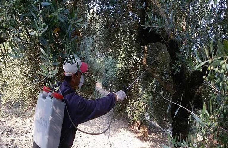 Έναρξη δολωματικών ψεκασμών για τον δάκο στη Θεσπρωτία: Όλα όσα πρέπει να γνωρίζετε