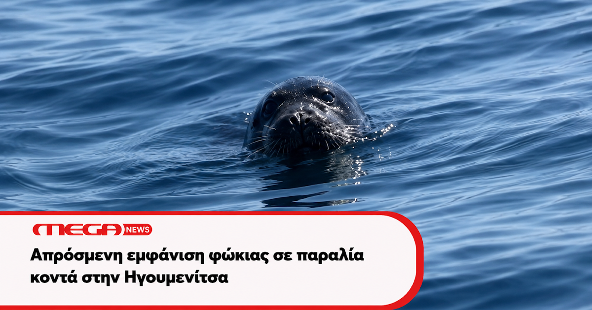 Εντυπωσιακή εμφάνιση φώκιας στα νερά της Ηγουμενίτσας – Έκπληξη για τους λουόμενους