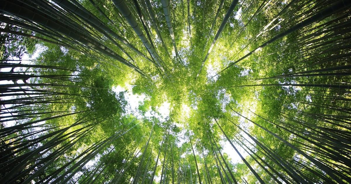 Περιβαλλοντική θωράκιση σε Ιωάννινα, Πρέβεζα, Γρεβενά και Θεσπρωτία από το ΥΠΕΝ