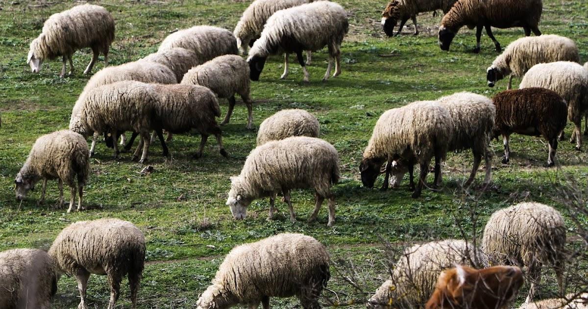 Θεσπρωτία: Έκτακτα μέτρα για την αποτροπή της ευλογιάς των αιγοπροβάτων
