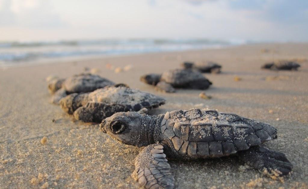 Αξιολόγηση WWF και ΑΡΧΕΛΩΝ: Ποιότητα και περιβάλλον στις παραλίες Ηπείρου, Πάργας και Πρέβεζας
