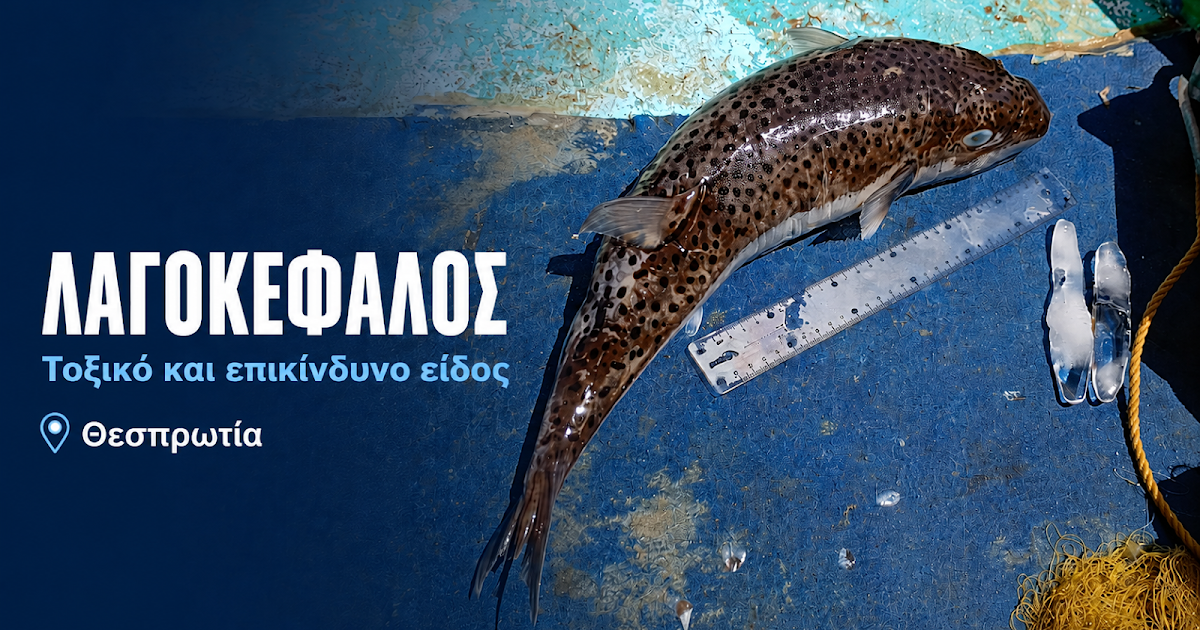 Αλιεύτηκε λαγοκέφαλος στη Θεσπρωτία: Ανακοίνωση της Περιφέρειας