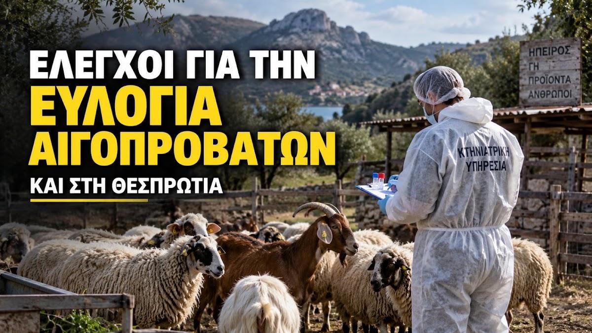 Ευλογιά αιγοπροβάτων στην Ήπειρο: Στο μικροσκόπιο 153 εκτροφές και στη Θεσπρωτία