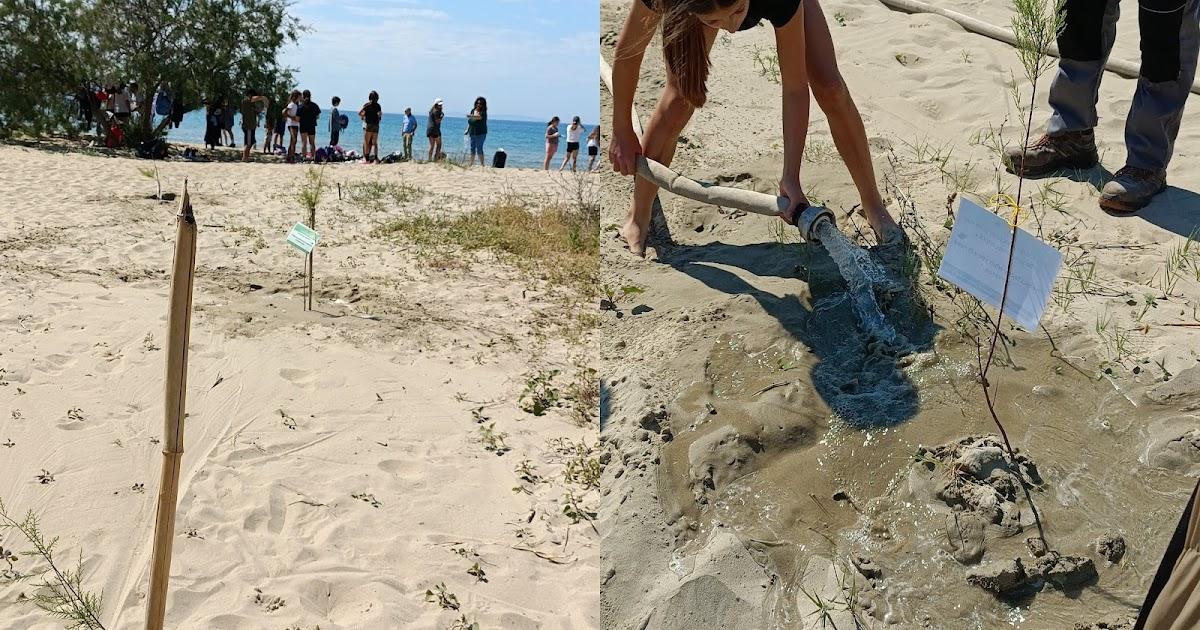 Πρωτοβουλία ευαισθητοποίησης στο Δρέπανο: Μαθητές φύτεψαν αρμυρίκια για την Ημέρα Natura 2000
