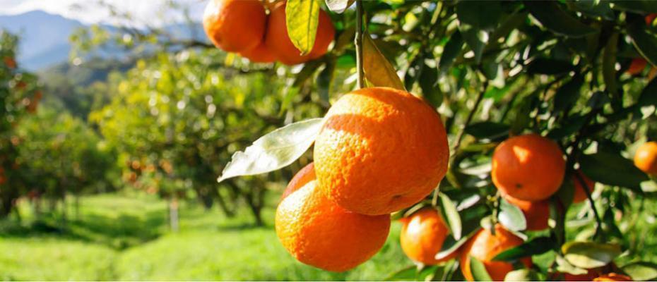 Θεσπρωτία: Εκτός κρατικών ενισχύσεων για τον παγετό οι παραγωγοί μανταρινιών