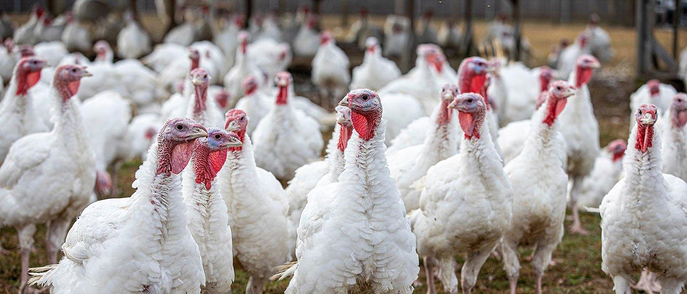 Νέα πτηνοτροφική μονάδα 36.000 γαλοπούλων στο Ζερβοχώρι Παραμυθιάς υπό εξέταση