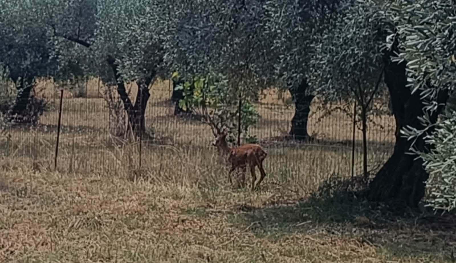 Σπάνια εμφάνιση ζαρκαδιού στη Χρυσαυγή Παραμυθιάς: Εικόνες και μήνυμα προστασίας